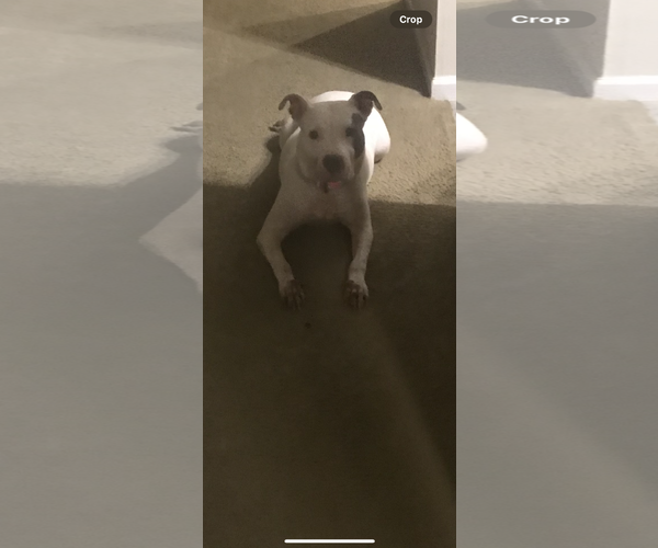Medium Photo #2 American Pit Bull Terrier-Unknown Mix Puppy For Sale in COLUMBIA, MD, USA