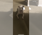 Small #1 American Pit Bull Terrier Mix
