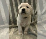 Puppy Puppy 3 Golden Retriever