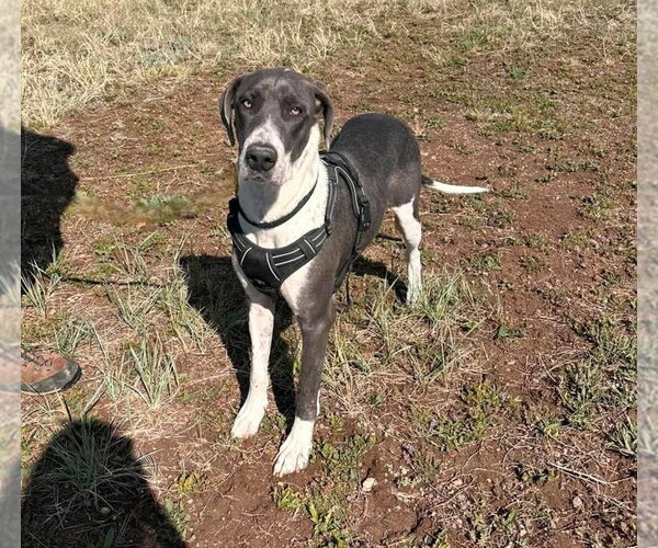 Medium Photo #1 Great Dane-Unknown Mix Puppy For Sale in Lakewood, CO, USA