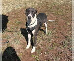 Small Great Dane Mix