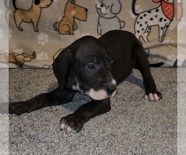 Medium Photo #4 Great Dane Puppy For Sale in DENHAM SPRINGS, LA, USA