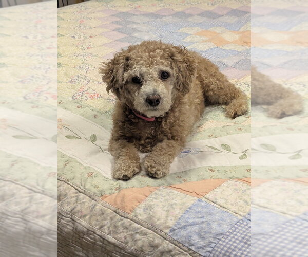 Medium Photo #1 Poochon Puppy For Sale in Lakewood, CO, USA