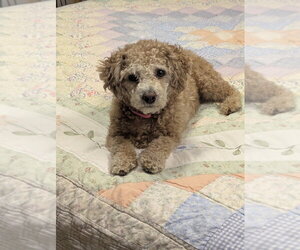 Poochon Dogs for adoption in Lakewood, CO, USA
