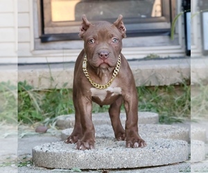 Medium American Bully