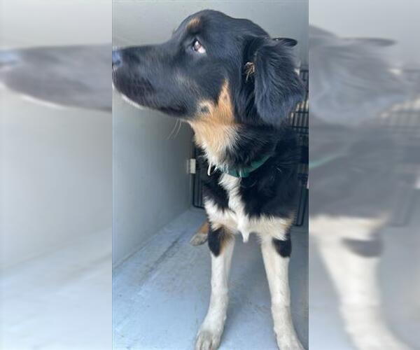Medium Photo #1 Bernese Mountain Dog-Unknown Mix Puppy For Sale in Houston, TX, USA