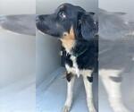 Small Bernese Mountain Dog Mix