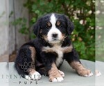 Small #6 Bernese Mountain Dog-Cavalier King Charles Spaniel Mix