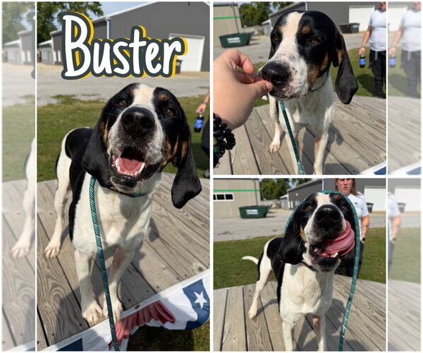 Medium Photo #1 Coonhound-Unknown Mix Puppy For Sale in Pierceton , IN, USA