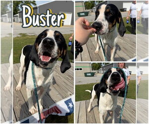 Coonhound-Unknown Mix Dogs for adoption in Pierceton , IN, USA