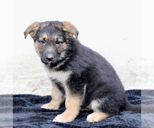 Medium Photo #4 German Shepherd Dog Puppy For Sale in READING, PA, USA