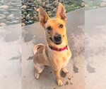 Small Carolina Dog Mix