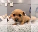 Small Mutt