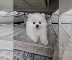 Small Photo #3 Pomeranian Puppy For Sale in CITRUS HEIGHTS, CA, USA