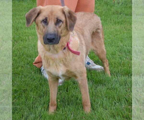 Medium Photo #4 Golden Shepherd Puppy For Sale in Huntley, IL, USA