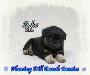 Miniature Australian Shepherd Puppy for sale in FORESTBURG, TX, USA