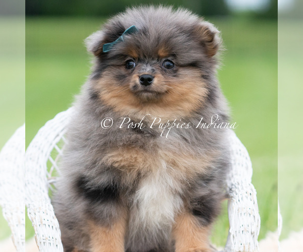 Medium Photo #96 Pomeranian Puppy For Sale in WARSAW, IN, USA