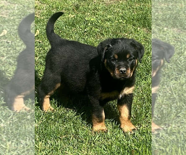 Medium Photo #4 Rottweiler Puppy For Sale in HUNTINGTN STA, NY, USA