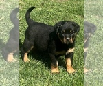Small #3 Rottweiler