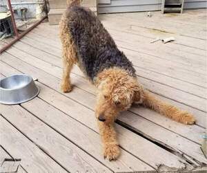 Father of the Airedale Terrier puppies born on 07/27/2022
