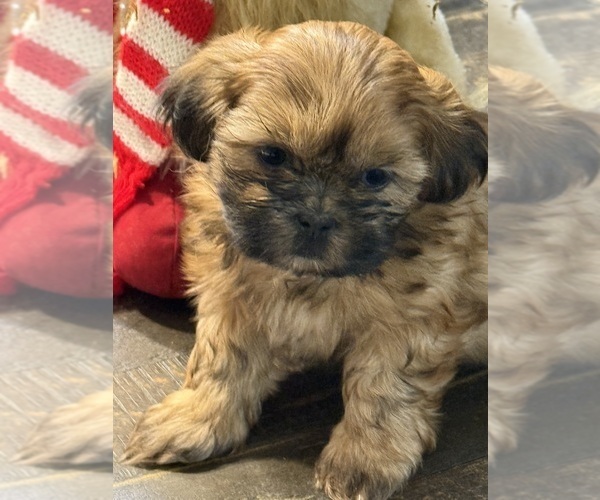 Medium Photo #1 Shih Tzu Puppy For Sale in CANTONMENT, FL, USA