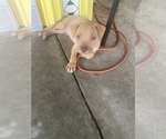 Small Photo #20 American Pit Bull Terrier Puppy For Sale in BAKERSFIELD, CA, USA