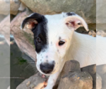 Small #1 Mutt