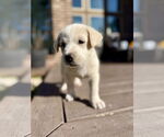 Small #2 Labrador Retriever Mix