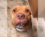 Small American Pit Bull Terrier Mix