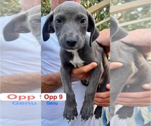 Mutt Dogs for adoption in Brooksville, FL, USA