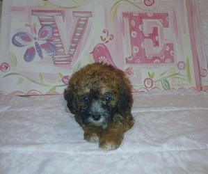 Doxiepoo (Miniature) Puppy for sale in BURLINGTON, MA, USA
