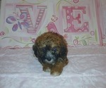 Small Doxiepoo (Miniature)