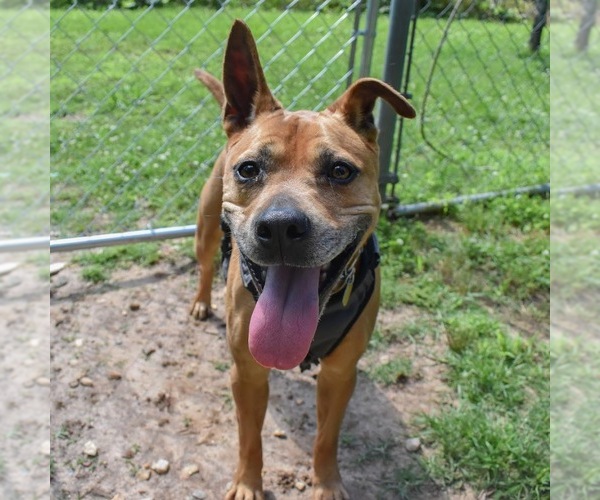 Medium Photo #8 American Staffordshire Terrier-Unknown Mix Puppy For Sale in Shermans Dale, PA, USA