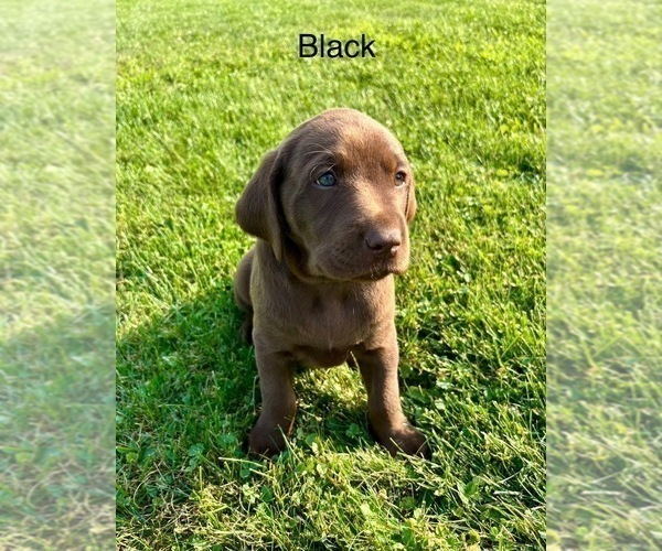 Medium Photo #2 Labrador Retriever Puppy For Sale in STANLEY, WI, USA