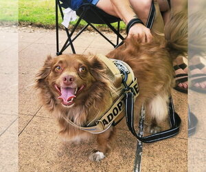 Chiweenie Dogs for adoption in Texarkana, TX, USA