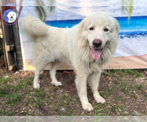 Drake - Male Great Pyrenees Dog for Adoption - Photo #7