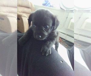 ShiChi Puppy for sale in ROCHESTER, NY, USA