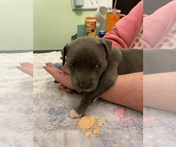 Medium Photo #5 American Pit Bull Terrier Puppy For Sale in TACOMA, WA, USA