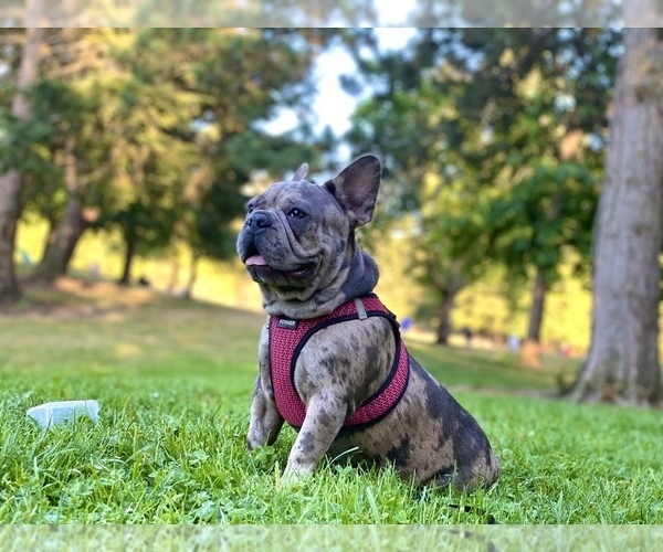 Medium Photo #1 French Bulldog Puppy For Sale in AUBURN, WA, USA