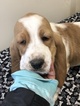 Small Photo #8 Basset Hound Puppy For Sale in DARLINGTON, MD, USA