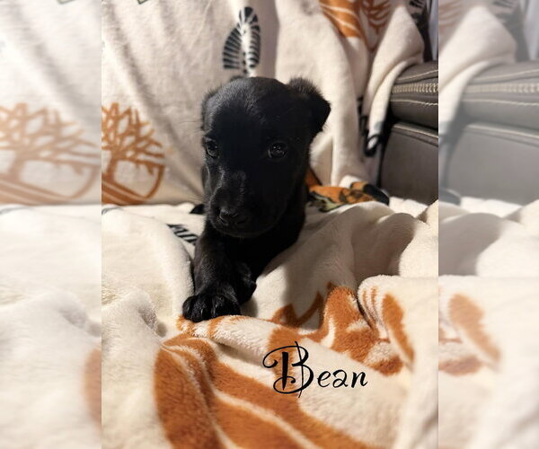 Medium Photo #1 Golden Retriever-Unknown Mix Puppy For Sale in Springdale, PA, USA