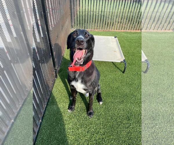 Medium Photo #1 Great Dane-Poodle (Miniature) Mix Puppy For Sale in Rockwall, TX, USA