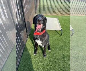 Great Dane-Poodle (Miniature) Mix Dogs for adoption in Rockwall, TX, USA