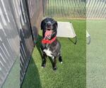 Alfie - Male Great Dane-Poodle (Miniature) Mix Dog for Adoption - Small photo