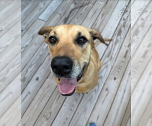 Dolly - Female Great Dane Dog for Adoption - Photo #13