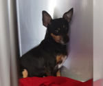 Small #1 Miniature Pinscher