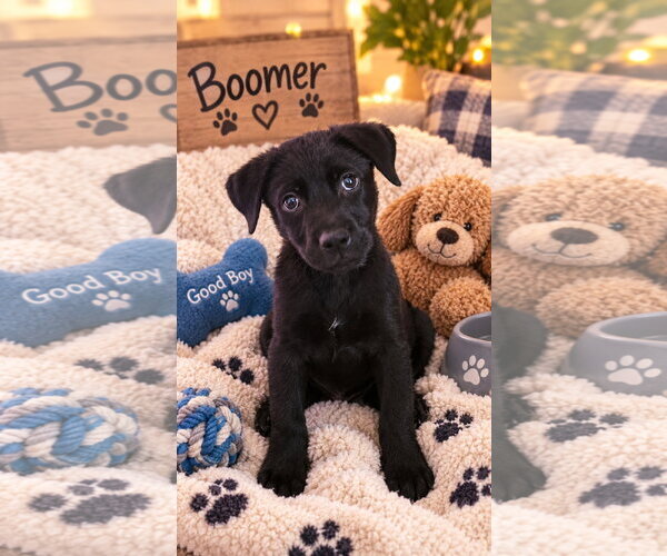 Medium Photo #1 Labrador Retriever-Unknown Mix Puppy For Sale in Ball Ground, GA, USA
