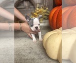 Small #14 French Bulldog