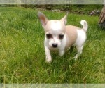 Small Photo #11 Chihuahua Puppy For Sale in LEBANON, NJ, USA