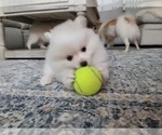 Small Photo #33 Pomeranian Puppy For Sale in CITRUS HEIGHTS, CA, USA